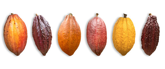 Different varieties and colors of cocoa fruit isolated on white background.
