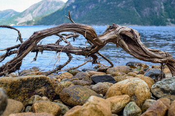 Wurzel am Ufer des Fjordes in Norwegen