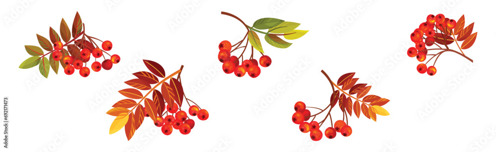 Poster autumn rowan berry branch with clusters and leaves vector set