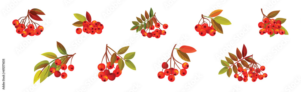 Poster autumn rowan berry branch with clusters and leaves vector set