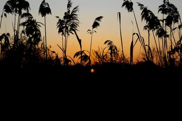 Fotobehang Sunset © Oliver