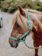 portrait of a horse