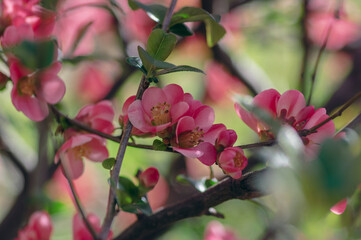Chaenomeles japonica japanese maules quince flowering shrub, beautiful pink flowers in bloom on...