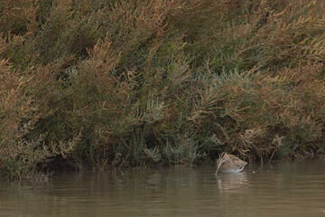 Common snipe Gallinago gallinago foraging in a coastal swamp in Camargue