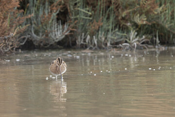 Common snipe Gallinago gallinago foraging in a coastal swamp in Camargue