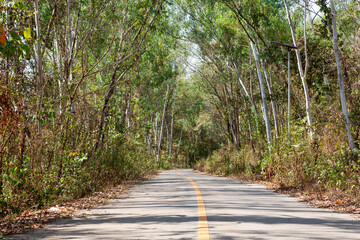 Rural road through the forest in Northern Thailand at midday.