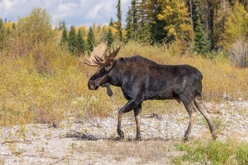 Bull Moose During the Rut in Wyoming in Autumn