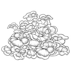 Bunch of outline Maitake or Grifola frondosa or ram's head mushroom in black isolated on white background. 