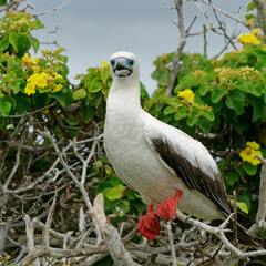A red-footed booby perched in a bush, Galápagos Islands, Ecuador