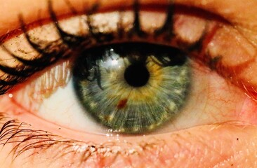 sunflower eye
