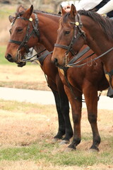 Obraz premium horses