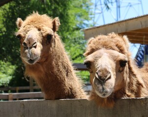 Fototapeta premium Camels