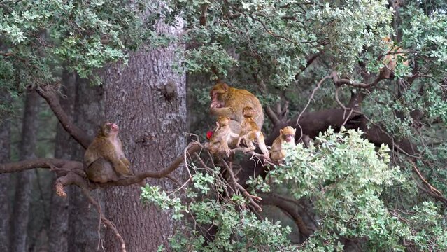 Wild monkey eating apple on the branch of a tree while baby monkeys are swinging nearby, Morocco