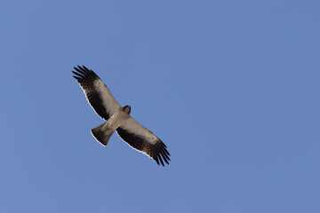Booted Eagle Hieraaetus pennatus flying in the sky of Southern France