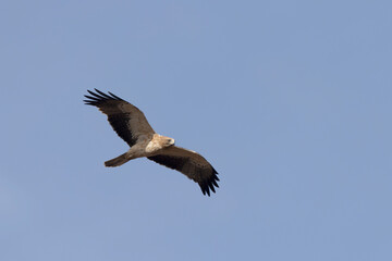 Booted Eagle Hieraaetus pennatus flying in the sky of Southern France