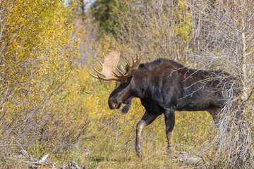 Bull Moose During the Rut in Wyoming in Autumn