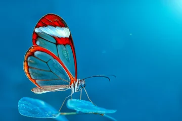 Fototapeten Closeup   beautiful  glasswing Butterfly (Greta oto) in a summer garden. © blackdiamond67