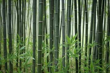 mountain bamboo forest, foggy background, landscape