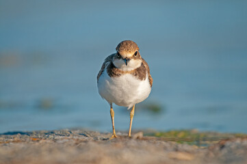 Little Ringed Plover (Charadrius dubius) foraging by the lake.