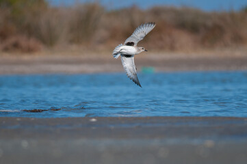 Grey Plover (Pluvialis squatarola) flying over the lake.