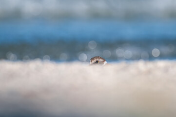 Camouflaged Little Ringed Plover (Charadrius dubius) by the lake.