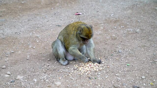 Wild monkey eating nuts, given to him by humans, in the rural countryside of Morocco