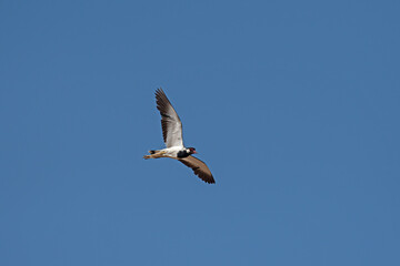Fototapeta na wymiar Red-wattled Lapwing (Vanellus indicus) flying in the blue sky.