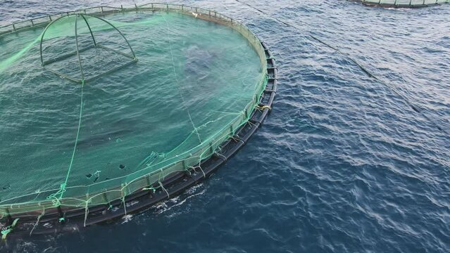Close-up shot of aquaculture fish farm in sea bay, aerial