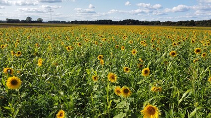 Yellow sunflower field arial drone view photo from above.