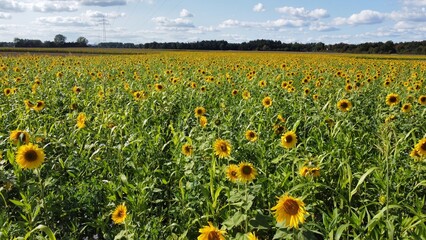 Yellow sunflower field arial drone view photo from above.