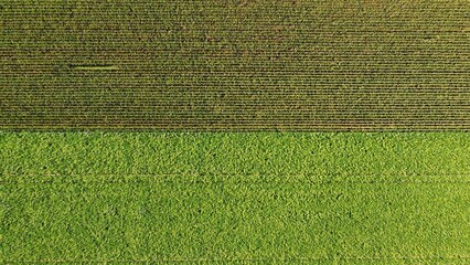 Sunflower field and corn field arial drone view photo from above.