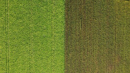 Sunflower field and corn field arial drone view photo from above.