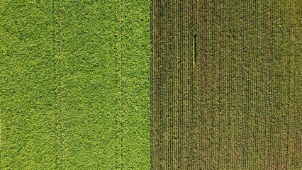 Sunflower field and corn field arial drone view photo from above.