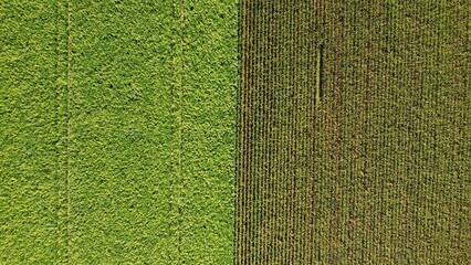 Sunflower field and corn field arial drone view photo from above.