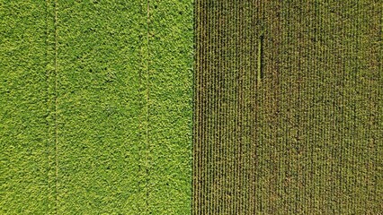 Sunflower field and corn field arial drone view photo from above.