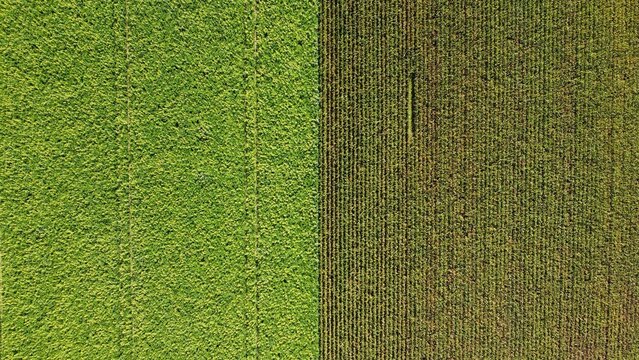 Sunflower field and corn field arial drone view photo from above.