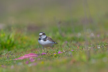 Little Ringed Plover (Charadrius dubius) feeding in the meadow by the lake.