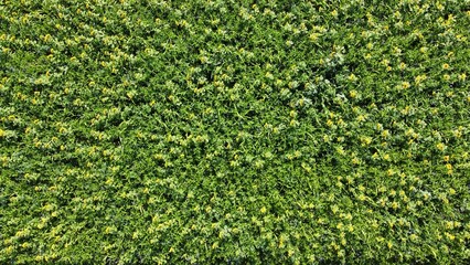 Summer time yellow and green sunflower farm field blooming with an arial drone view from above.