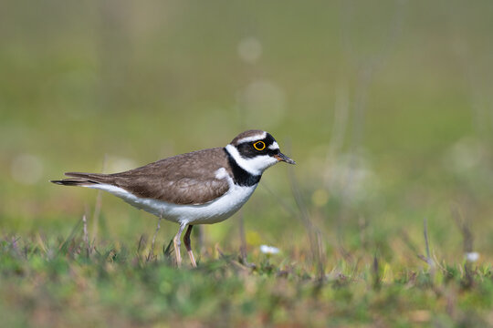 Little Ringed Plover (Charadrius dubius) feeding in the meadow by the lake.