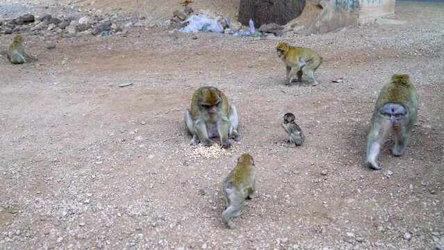 The Alpha monkey is eating human-supplied nuts while preventing the other monkeys from eating. Other monkeys can only eat if Alpha allows them to.