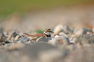 Little Ringed Plover (Charadrius dubius) on incubating eggs.