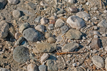 Little Ringed Plover (Charadrius dubius) eggs among the stones on the lake shore.