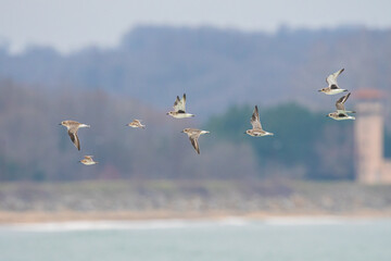 A group of Grey Plovers (Pluvialis squatarola) flying over the sea.