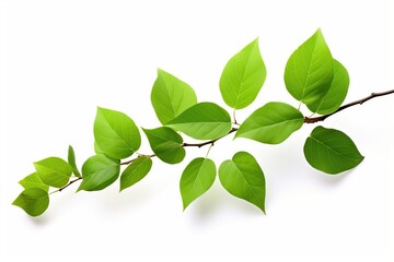 Branch with green leaves on white background