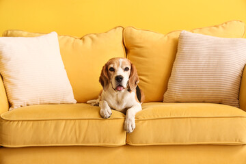 Cute beagle dog on yellow sofa in living room, closeup