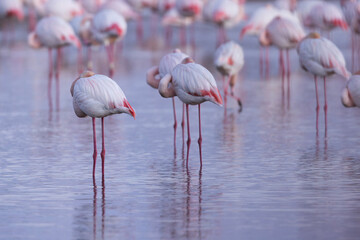 Greater Flamingo Phoenicopterus roseus from Camargue, southern France