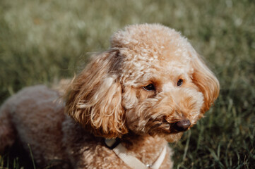 Cute little toy poodle portrait as he is sitting outside on the grass