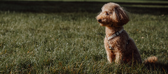 Side view on adorable apricot poodle lying on the grass in the park after training.Banner with place for text - obrazy, fototapety, plakaty