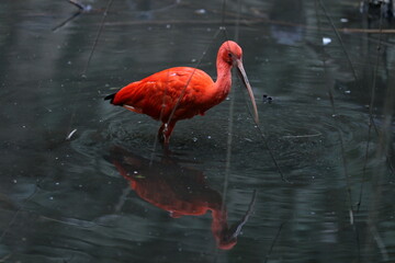 Red Pink flamingo in lake