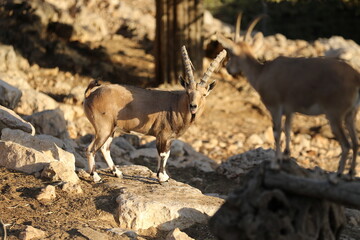 Jerusalem Zoo Mountain Goat Male Longhorns